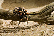 Mexican red-knee tarantula spider (Brachipelma smithi) controlled conditions