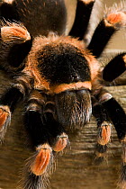 Mexican red-knee tarantula spider (Brachipelma smithi) controlled conditions