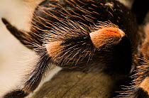Close up of leg of Mexican red-knee tarantula spider (Brachipelma smithi) controlled conditions