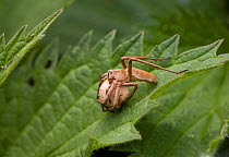 Nursery web spider (Pisaura mirabilis) with egg-sac, UK, Pisauridae