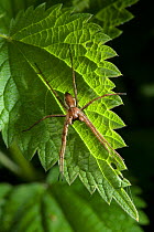 Nursery web spider (Pisaura mirabilis) basking on leaf, UK, Pisauridae