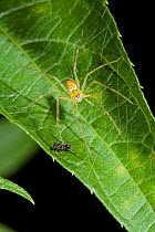 Nursery web spider (Pisauridae) with ant, Costa Rica, Pisauridae