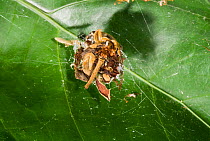 Orb weaver spider (Araneidae) using debris as camouflage, viewed from above the spider cannot be seen, UK