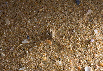 Running crab spider (Philodromus fallax) on sand dune, UK, PHilodromidae