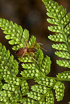 Sac / Foliage spider (Clubiona lutescens) on fern leaf, UK, Clubionidae