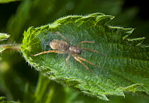 Sac spider (Clubiona sp) making its cell (sac), UK, Clubionidae