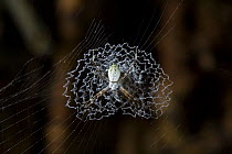 Silver argiope spider (Argiope argentata) juvenile on web showing stabilimentum, Costa Rica