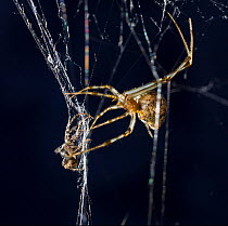 American house spider (Achaearanea) wrapping Pirate spider (Ero sp) in web, USA