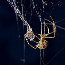 American house spider (Achaearanea) wrapping Pirate spider (Ero sp) in web, USA