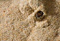 Wolf spider (Arctosa perita) peering out of dune retreat, UK