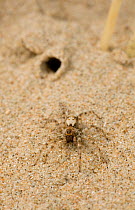 WOLF SPIDER (Arctosa perita) outside retreat in sand dune, UK