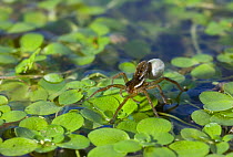 Pond pirate spider (Pirata sp) with egg sac on pond, UK, Lycosidae