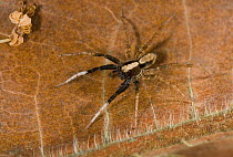 Wolf spider (Lycosidae) with white feet to attract attention during courtship, Costa Rica