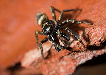 Zebra spider (Salticus scenicus) male with enlarged chelicerae, UK, Salticidae