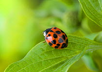 24 Spot lady beetle  (Subcoccinella vigintiquatuorpunctata) UK