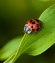 24 Spot lady beetle  (Subcoccinella vigintiquatuorpunctata) a vegetarian ladybird that is a serious plant pest, UK