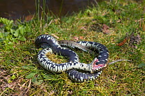Grass snake (Natrix natrix) feigning death, UK