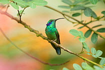 Green violetear hummingbird {Colibri thalassinus} perched, Costa Rica