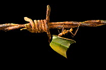 Leafcutter ant (Atta) carrying leaf along barbed wire, Costa Rica