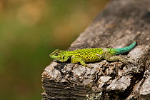 Malachite / Green spiny lizard (Sceloporus malatichicus) Costa Rica
