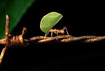 Leafcutter ant (Atta) carrying leaf along barbed wire, Costa Rica
