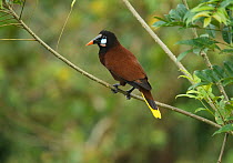 Montezuma oropendola (Psalocorius montezuma) perched, Costa Rica