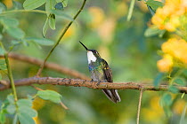 Grey tailed mountain gem hummingbird (Lampornis castaneoventris) perched, Costa Rica
