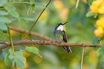 Grey tailed mountain gem hummingbird (Lampornis castaneoventris) perched, Costa Rica
