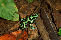 Green poison dart frog (Dendrobates auratus) carrying tadpole on its back, Costa Rica