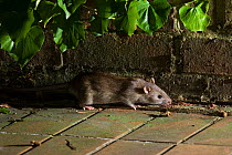 Brown rat {Rattus norvegicus} foraging on garden patio at night, Sussex, UK