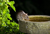 Brown rat {Rattus norvegicus} drinking from garden bird bath at night, Sussex, UK