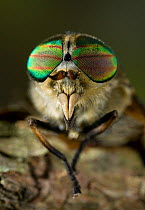 Head of Horsefly (Tabanus sp) showing compound eyes, UK