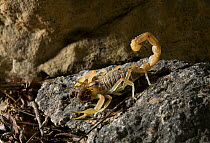 Spanish / European scorpion (Buthus occitanus) feeding on spider, controlled conditions