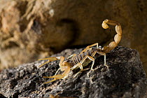 Spanish / European scorpion (Buthus occitanus) showing claws and tail, controlled conditions