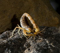 Spanish / European scorpion (Buthus occitanus) stinging a spider with its tail, controlled conditions