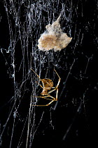 American house spider (Achaearenia tepidariorum) with egg sac, USA, Theridiidae