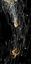 American house spider (Achaearenia tepidariorum) with spiderlings and old cocoon, USA, Theridiidae