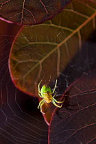 Cucumber spider (Araniella cucurbitina) in its web, UK, Araneidae
