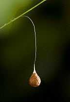 Egg sac of Ray spider (Theridiosoma gemmosum) hanging from plant stem, UK, Theridiosomatidae