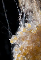 American house spider {Parasteatoda tepidariorum} embryo spiderlings in egg sac, USA