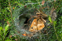 Labyrinth spider (Agelena labyrinthica) dragging butterfly prey into funnel web, note mate in background, UK, Agelenidae