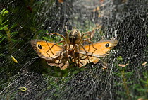 Labyrinth spider (Agelena labyrinthica) dragging butterfly prey into funnel web, UK, Agelenidae
