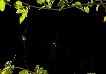 Garden spider {Araneus diadematus} constructing its orb web, UK, Sequence 3/5, The temporary spirals are in place, now the spider is constructing the main spirals, removing the temporary spirals on th...