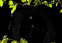 Garden spider {Araneus diadematus} constructing its orb web, UK, Sequence 4/5, The temporary spirals are in place, now the spider is constructing the main spirals, removing the temporary spirals on th...