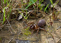 Purse web spider {Atypus affinis} the spider has been removed from its purse, UK, Atypidae