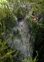 Web of the Labyrinth spider (Agelena labyrinthica) over a plant, UK, Agelenidae