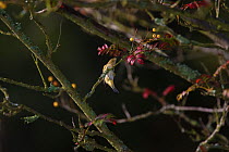 Chiffchaff {Phylloscopus collybita} hunting insects in Rowan tree, UK