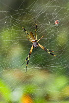 Golden orb spider {Nephila clavipes} on web, the worlds's largest non-tarantula-type spider, Costa Rica