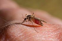 Mosquito feeding on human blood