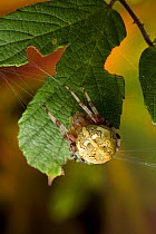 Marbled orb weaver spider {Araneus marmoreus}  (marbled form) UK